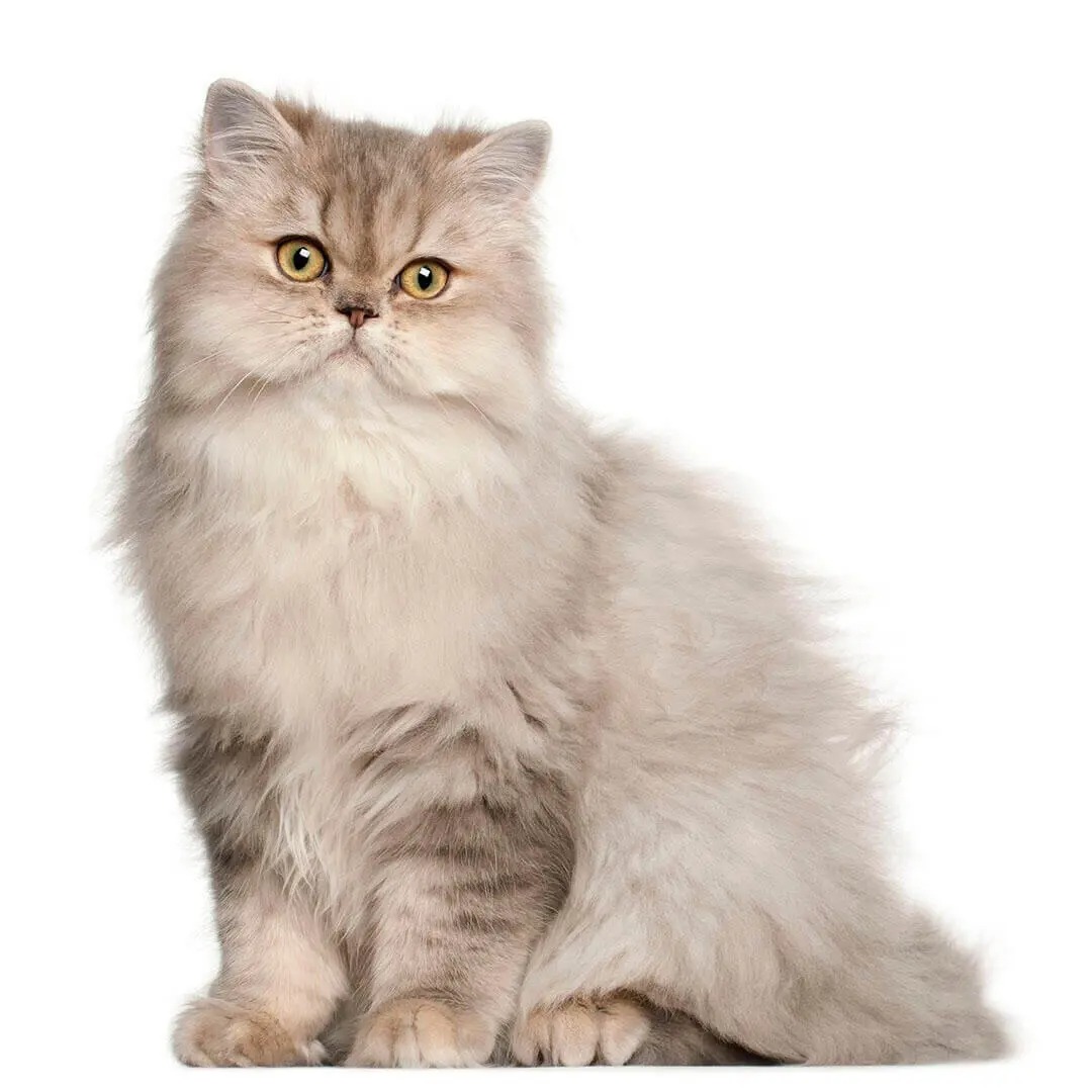 Icono gato